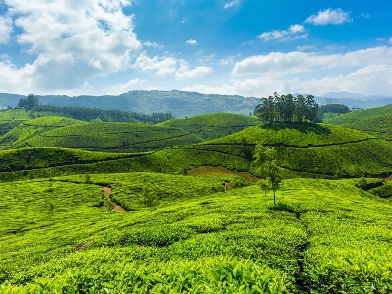 Tea Gardens in Munnar Hill Station, Kerala, India