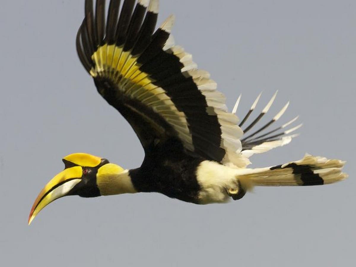 Endangered Hornbill species