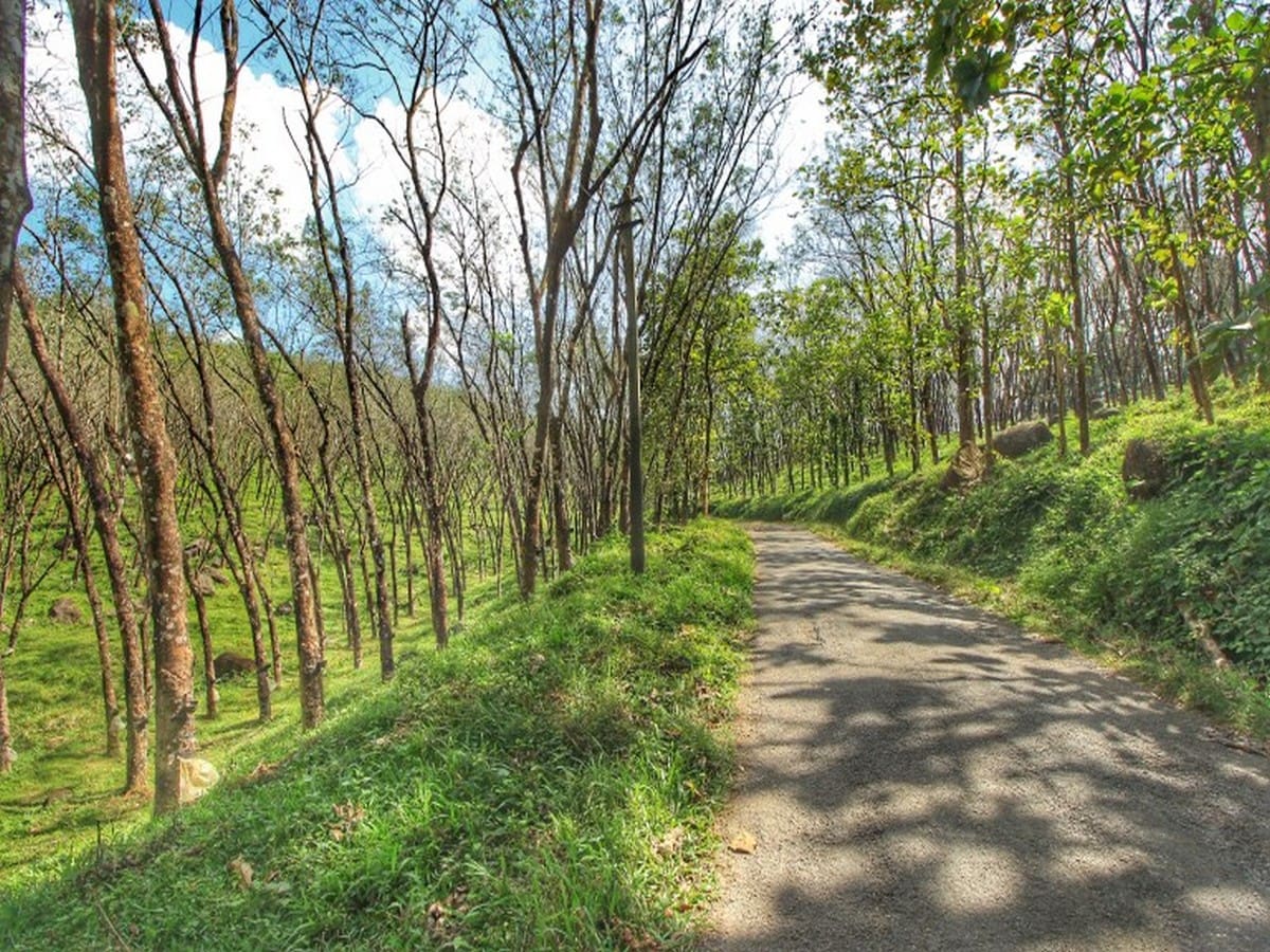 road-to-athirappilly