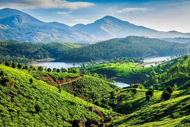 Picture of Tea Gardens in Kerala
