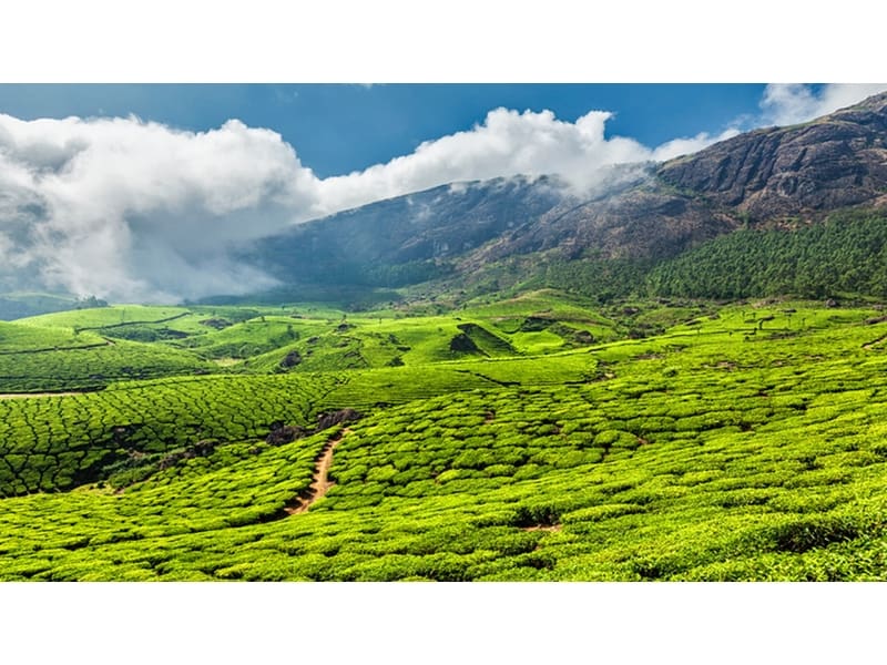 Tea Gardens in Munnar Kerala