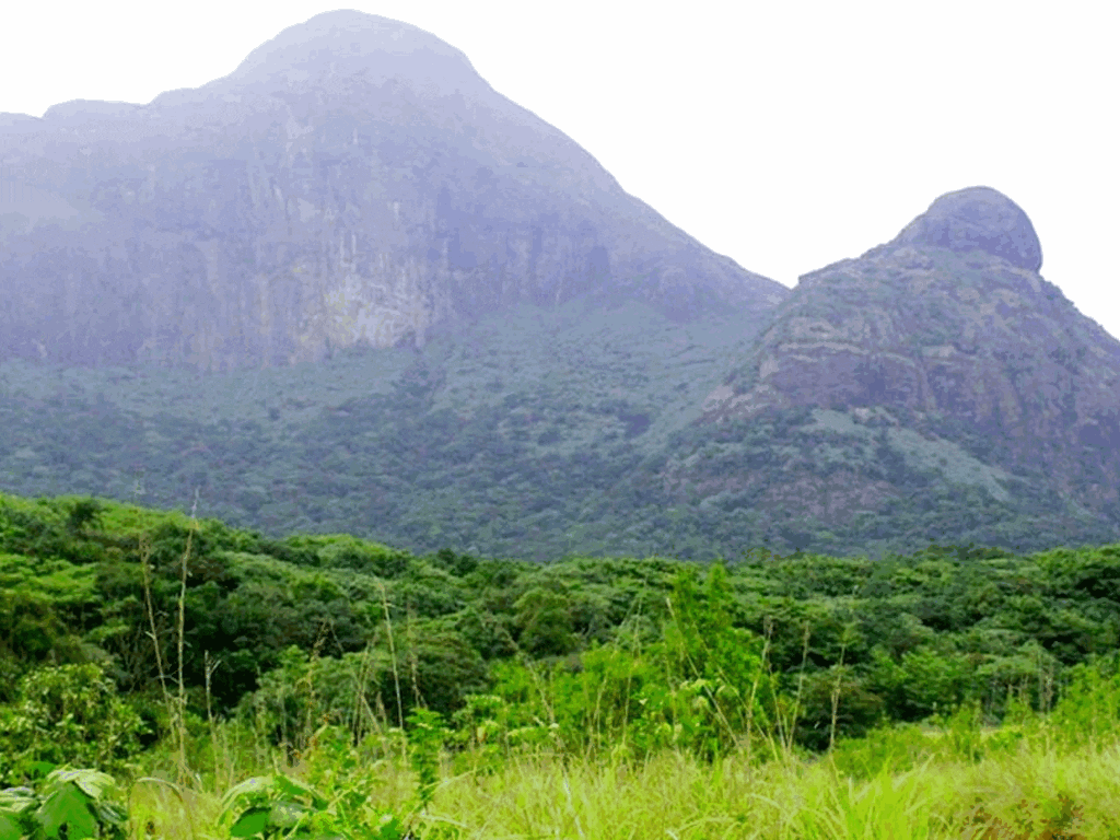 agasthyakoodam-forest-trivandrum