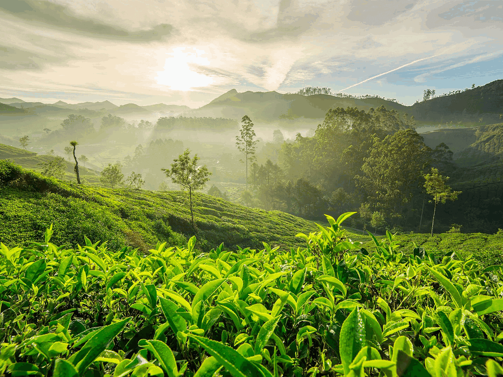 munnar-forests-kerala