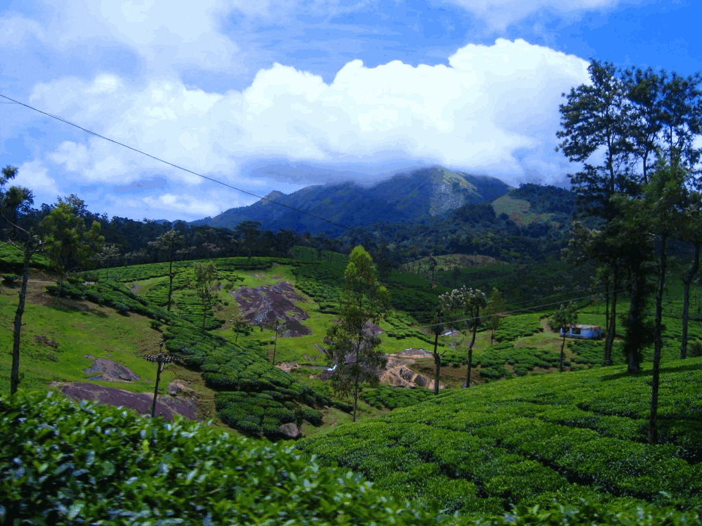 nelliyampathy-forests-places-to-visit-in-kerala