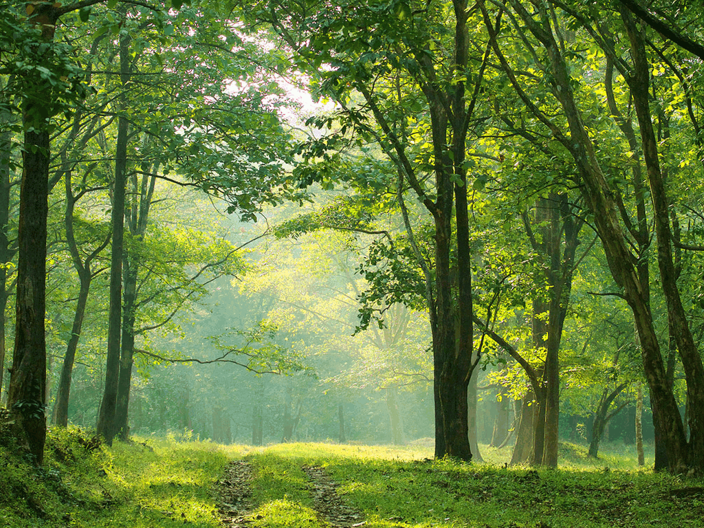 parambikulam-kerala