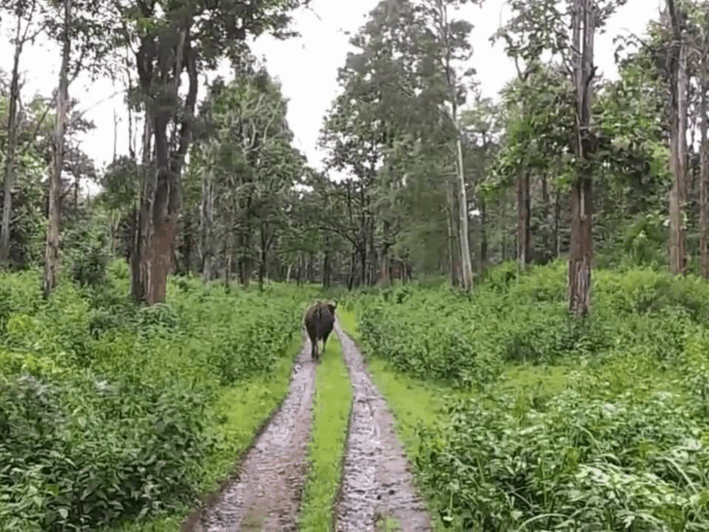 tholpetty-forest-kerala