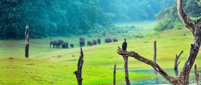 Best Things to do in Thekkady