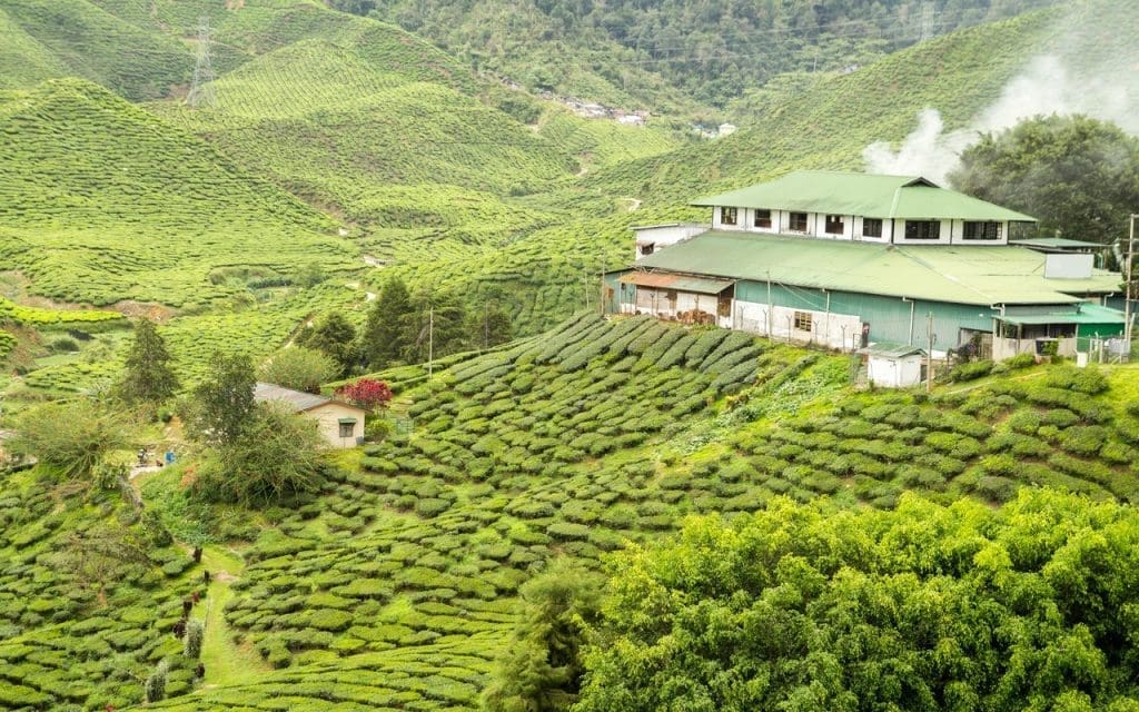 Best Time to Visit Munnar