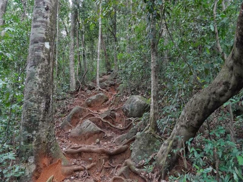 thusharagiri-waterfall-trekking