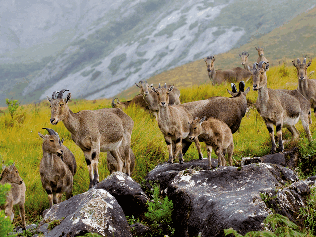 eravikulam-national-park