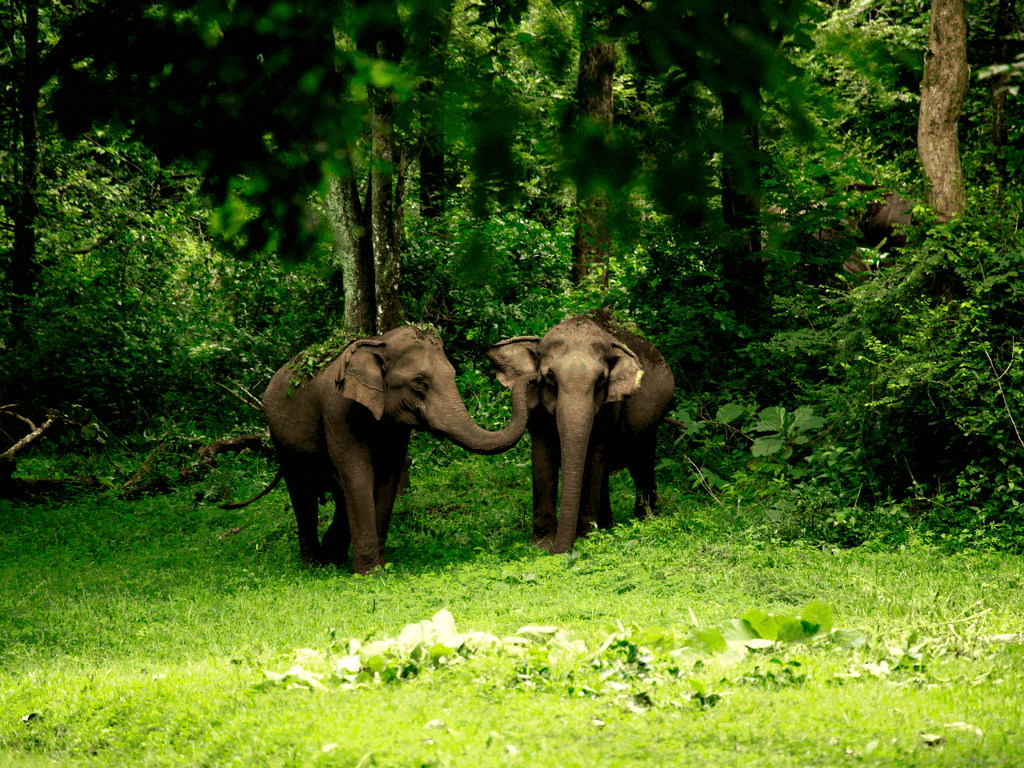 idukki-wildlife-sanctuary