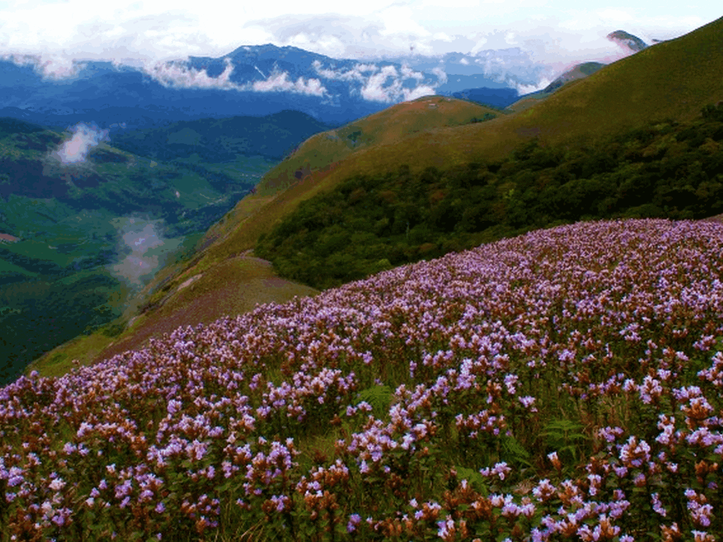 neela-kurinjii-munnar-flora-kerala