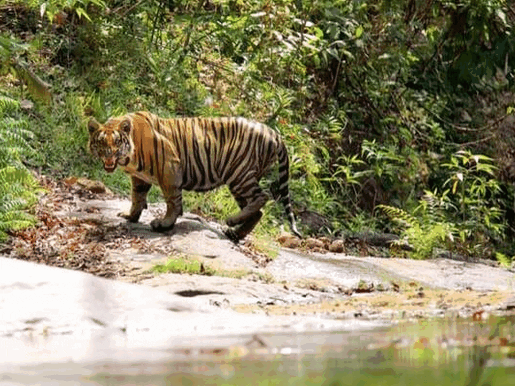 parambikulam-tiger-reserve