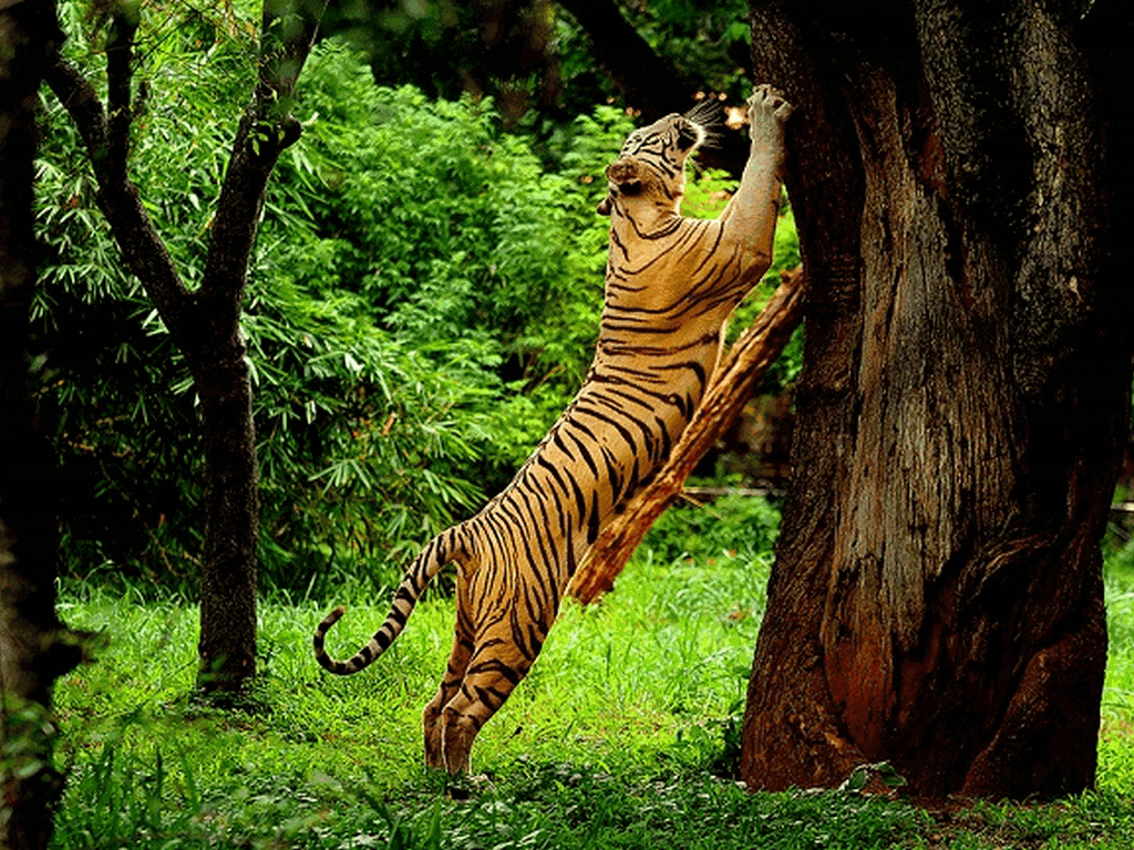 wildlife-sanctuaries-in-kerala