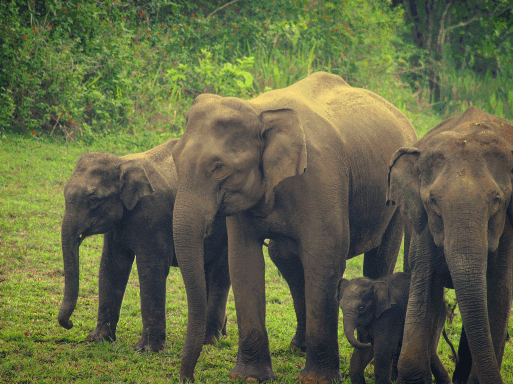 periyar-wildlife-sanctuary