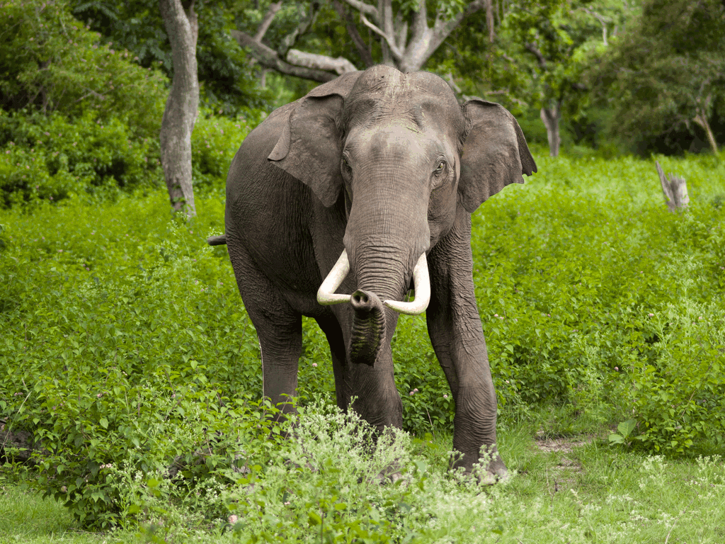 shendurney-wildlife-sanctuary-ponmudi-kerala