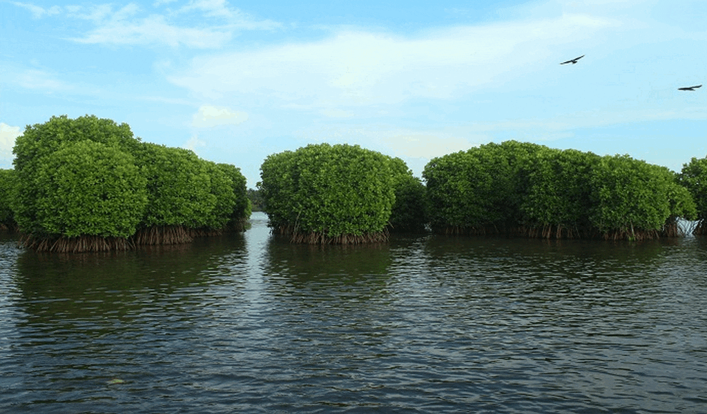 Kavvayi Backwaters 