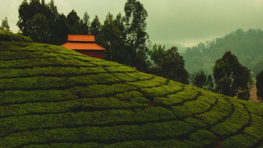 Tea Gardens om Wayanad