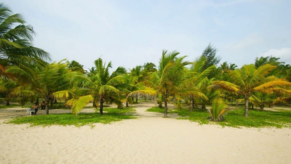 Marari Beach Coconut Palms