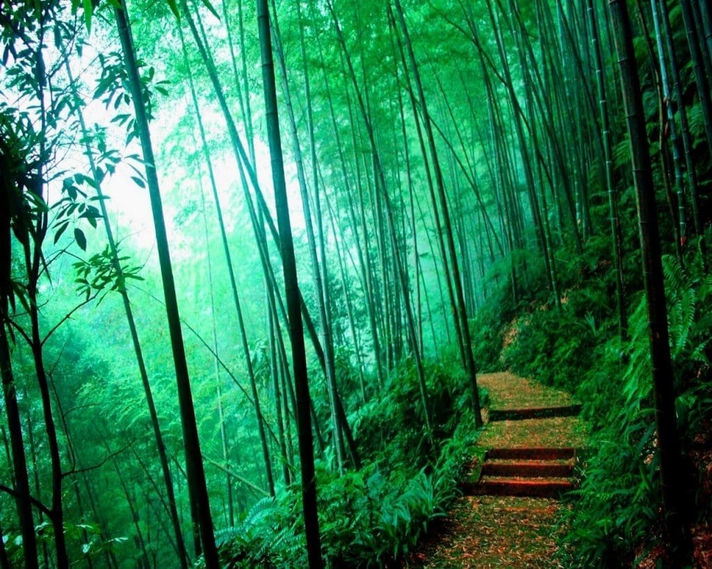bamboo-forests-wayanad