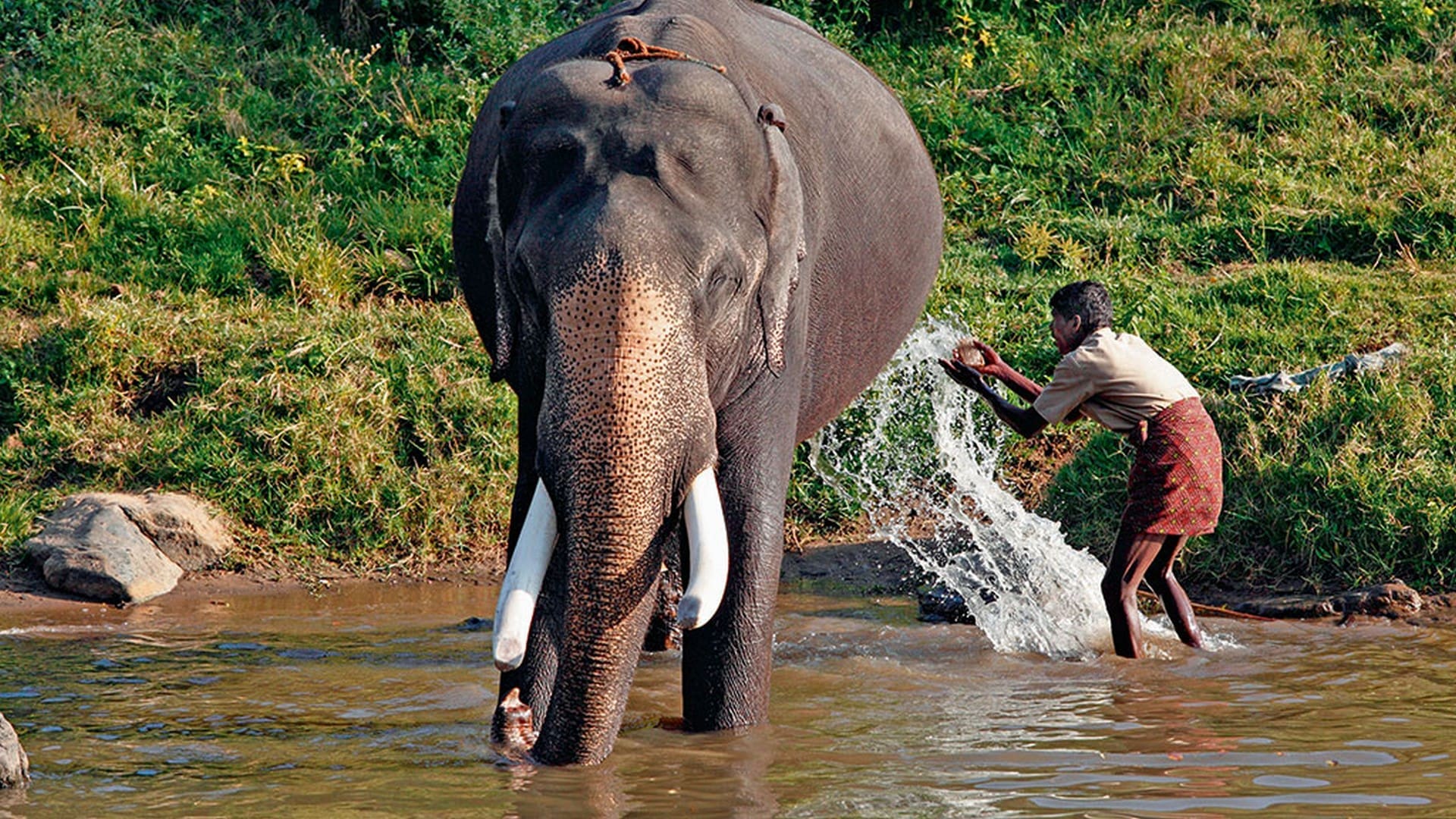 kodanad-elephant-training-center