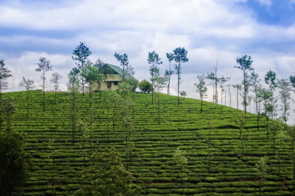 Tea estates of Vagamon