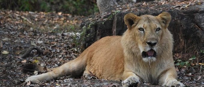 Lion-Safari-at-Neyyar