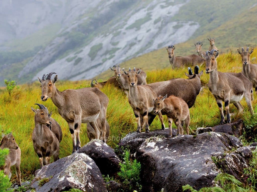 eravikulam-national-park-munnar