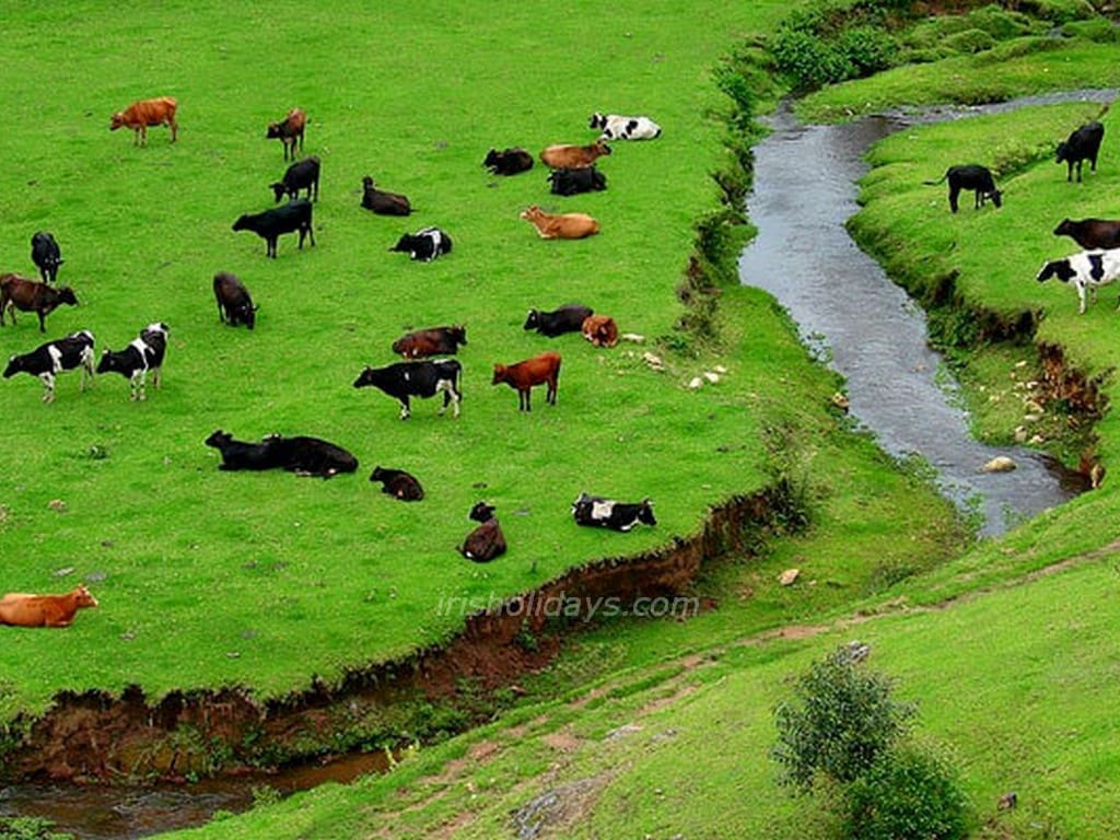 indo-swiss-farm-munnar