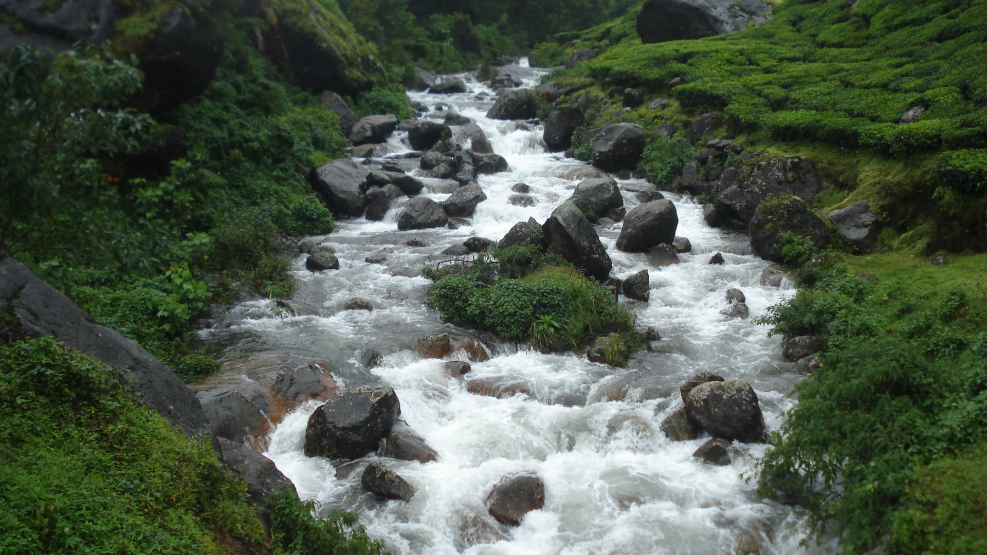 munnar-or-wayanad