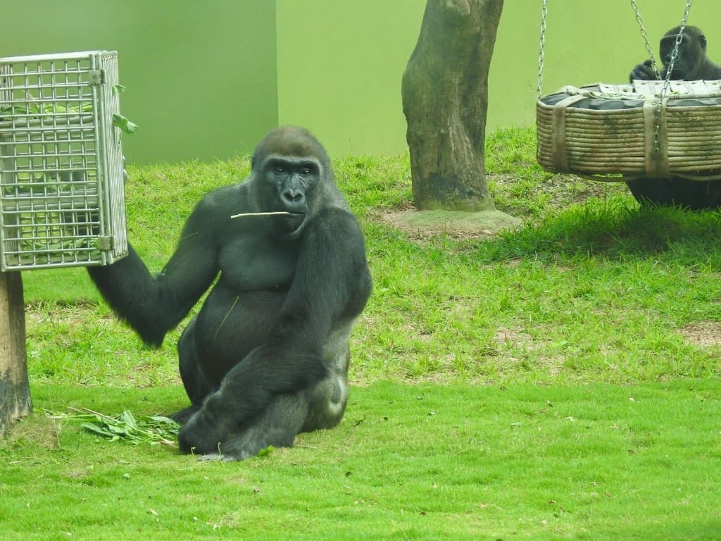 mysore-zoo