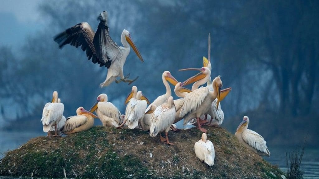 kumarakom-bird-sanctuary