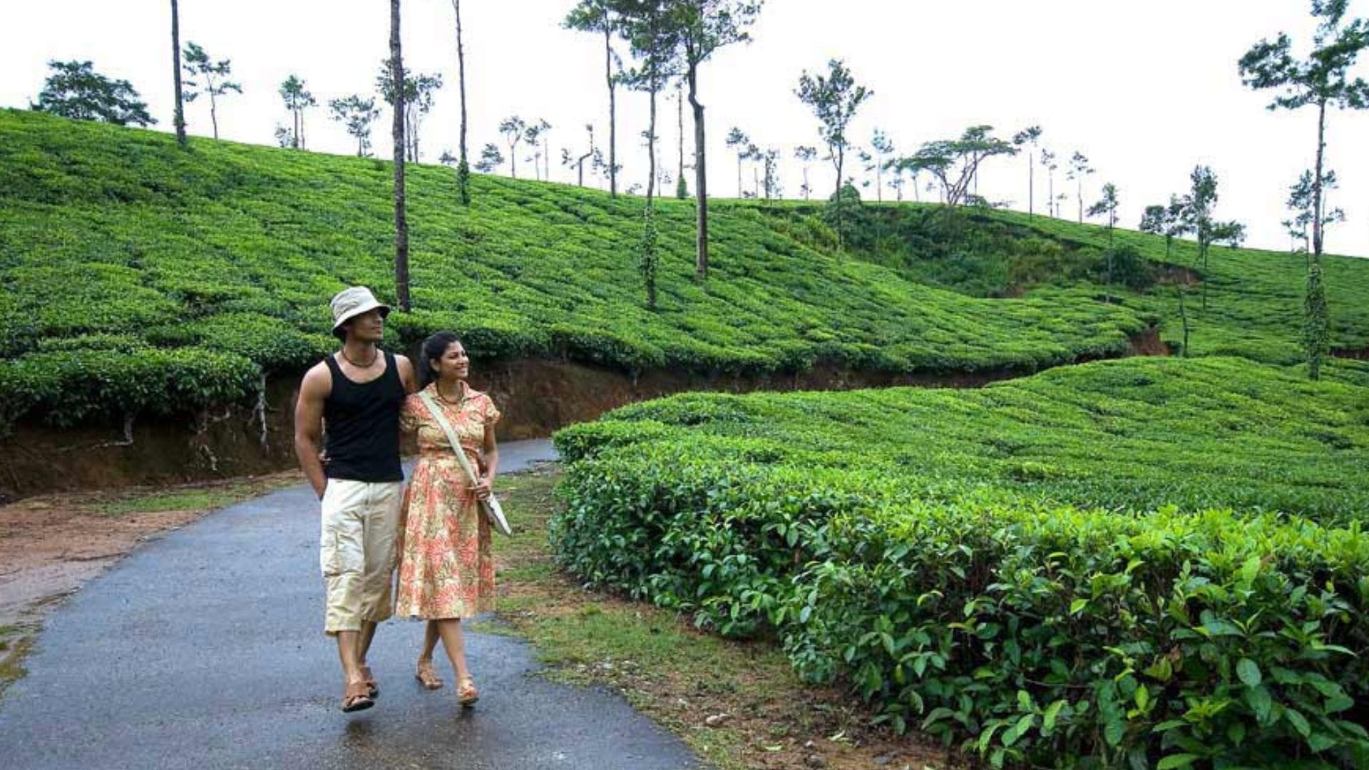 coffee-plantation-coorg