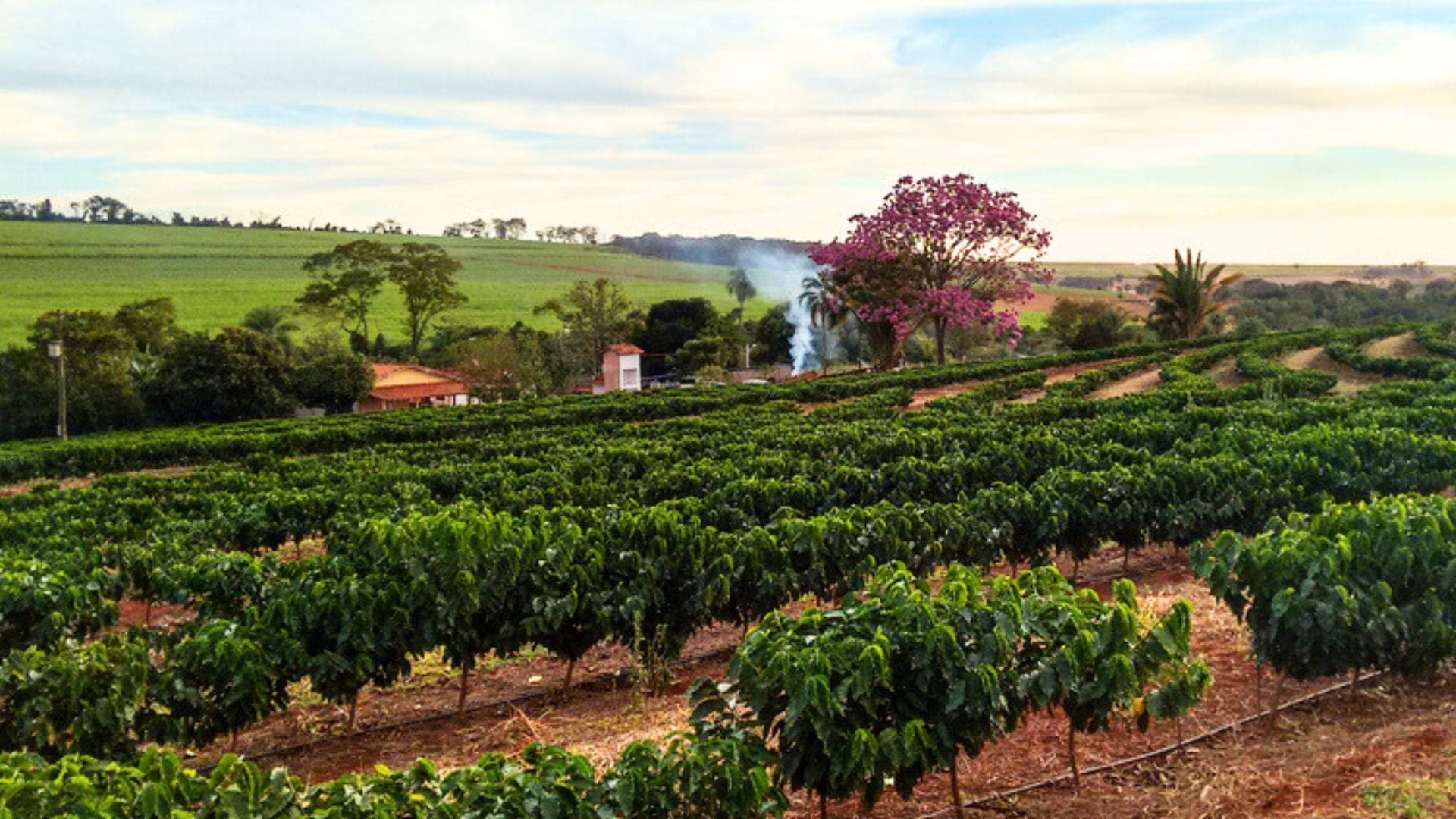 coorg-coffe-plantation