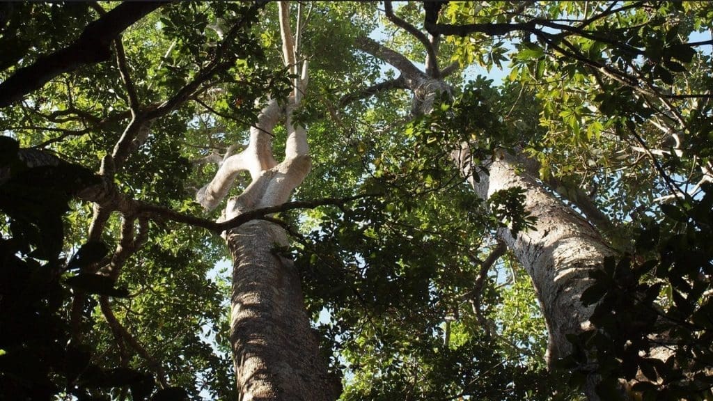 thekkady-flora-fauna