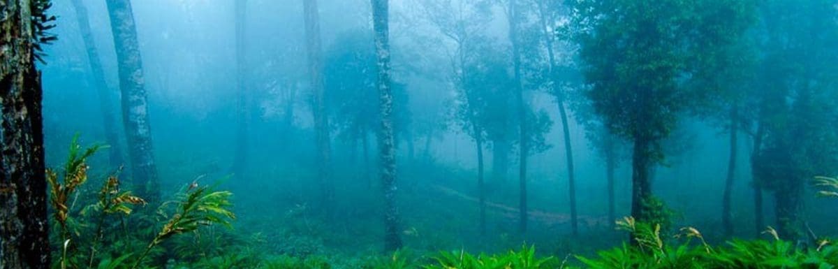 weather-in-wayanad