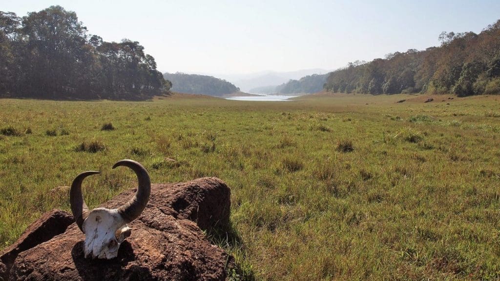 wild-boar-remains-thekkady-periyar