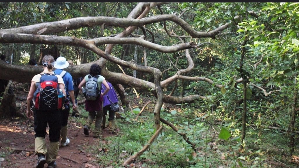 wild-life-walk