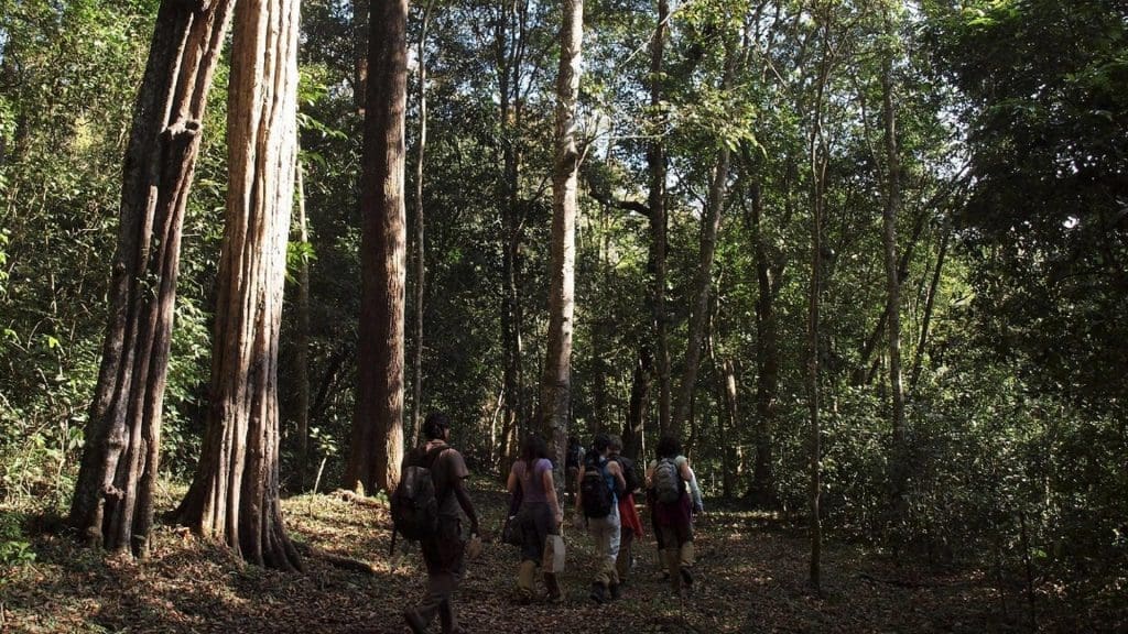 wild-life-walk-forest