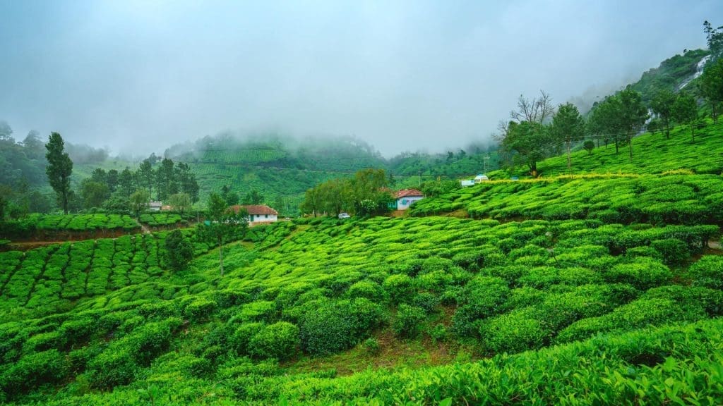 Munnar-kerala