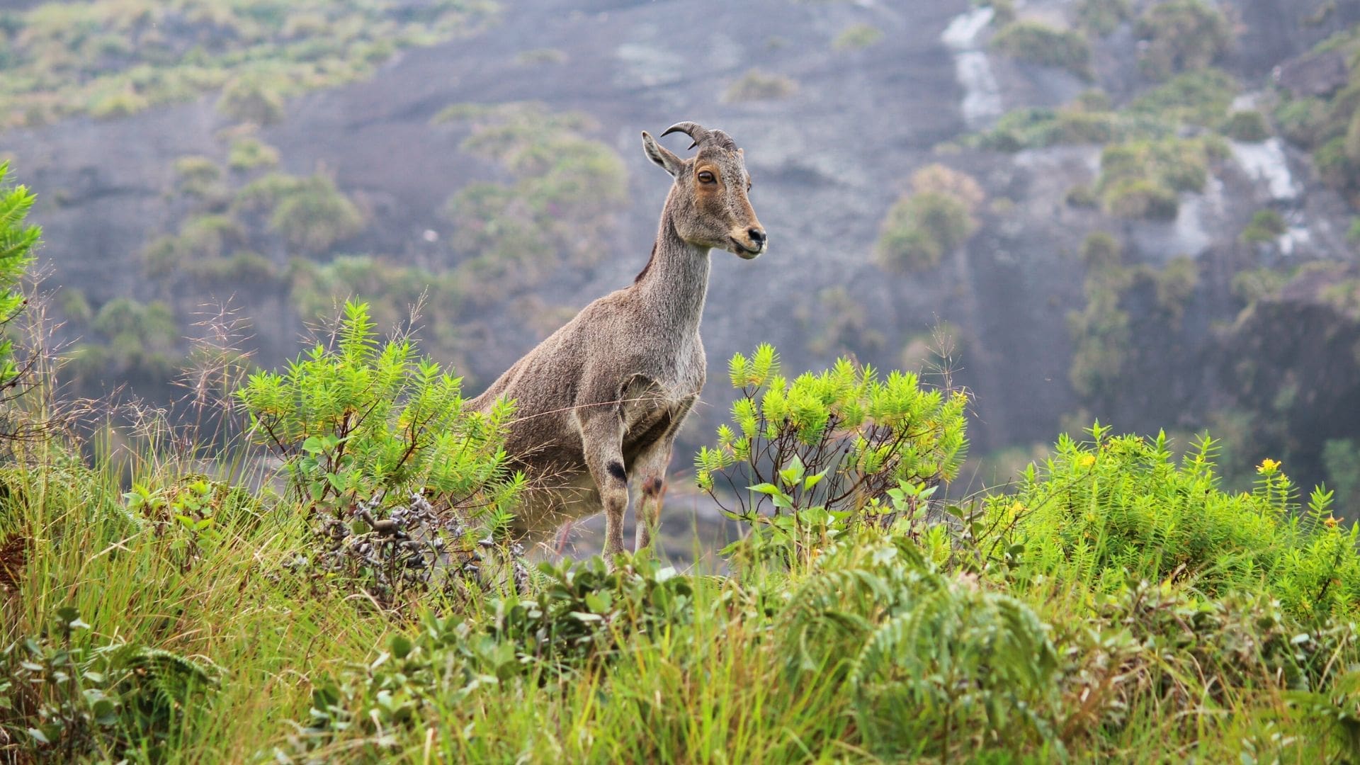 Eravikulam-National-Park