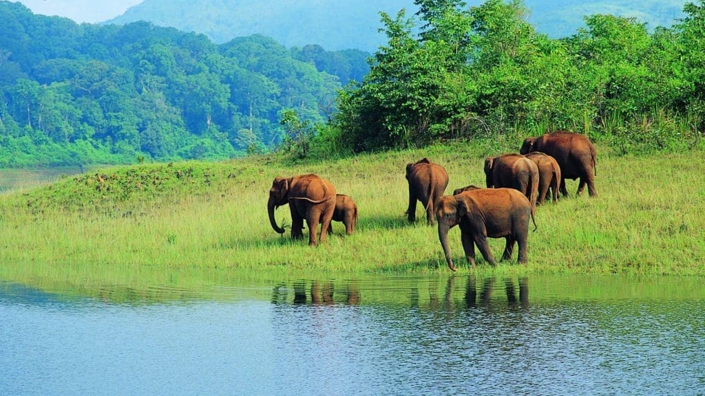 Periyar-Wildlife-Sanctuary-thekkady