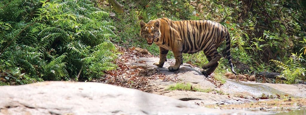 Tiger in wildlife sanctuaries in Kerala