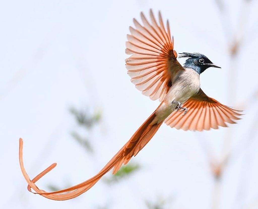 Indian Paradise Flycatcher Kumarakom Bird Sanctuary