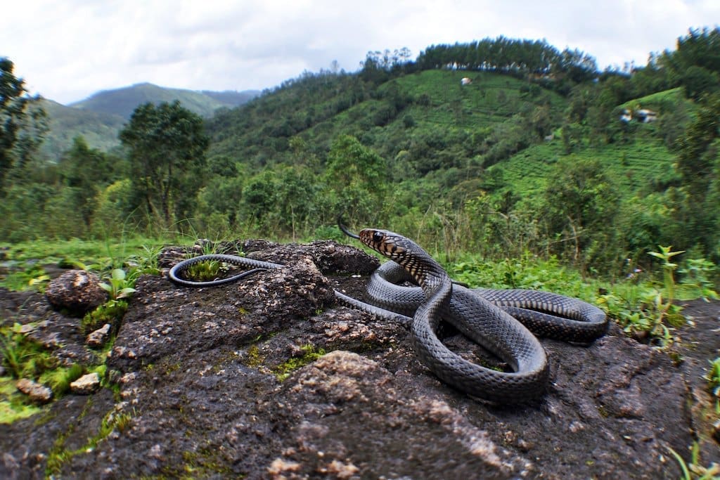 Indian Rat Snake