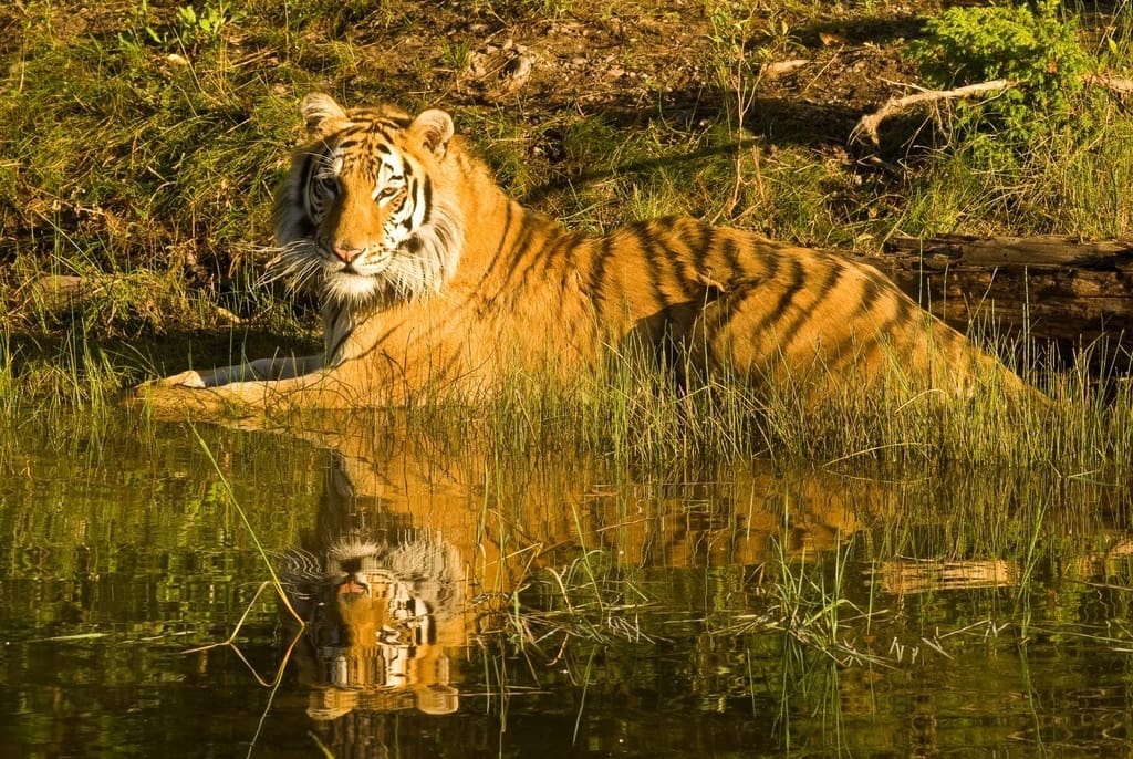 Tiger in Parambikulam Tiger Reserve, Kerala