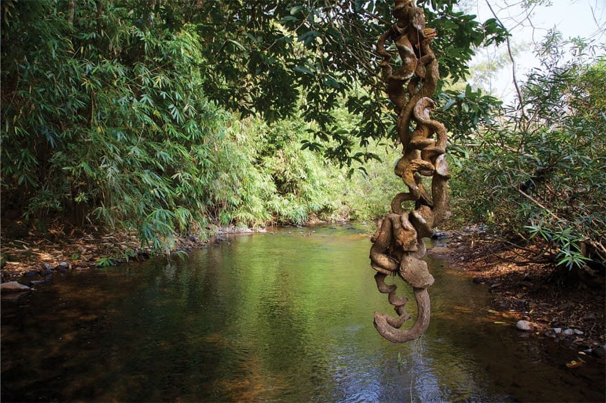 Karian Shola Trail in Parambikulam