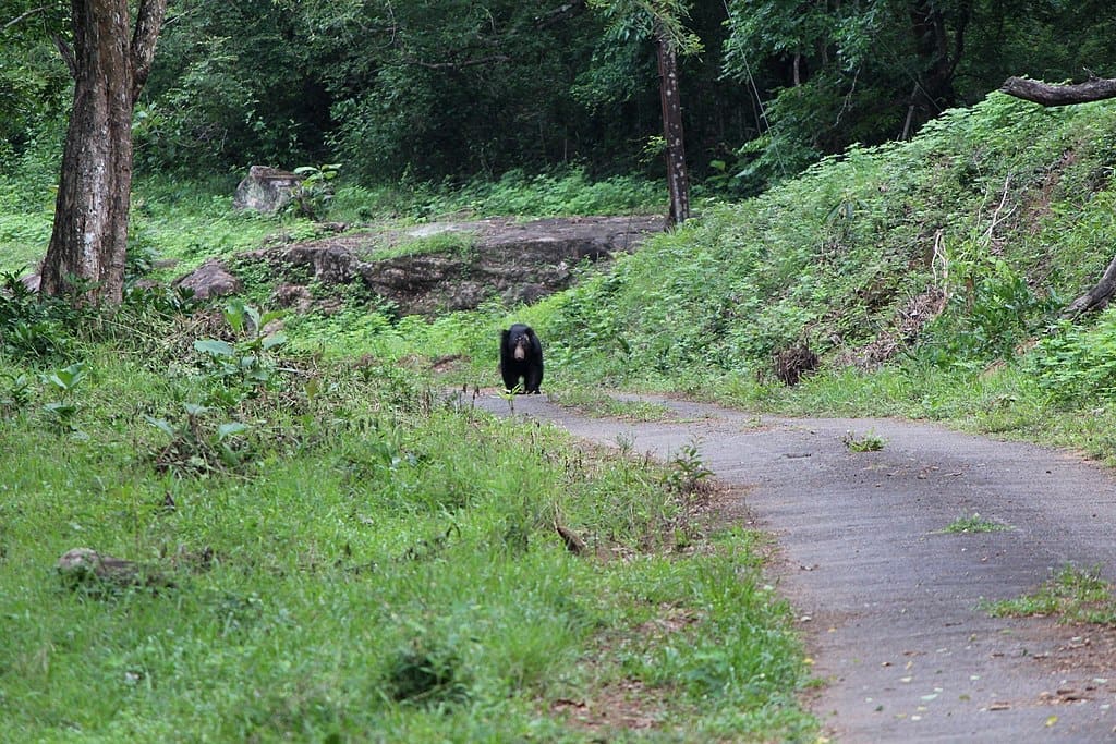 Wild Bear at Parambikulam Tiger Reserve