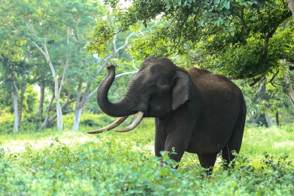 Elephant in Parambikulam park