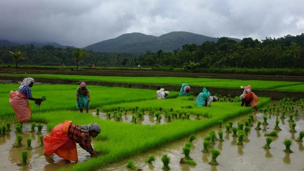 farmers cultivating paddy in monsoon in Kerala